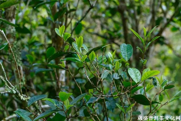 茶訊‖云南趕超貴州，2019年茶園面