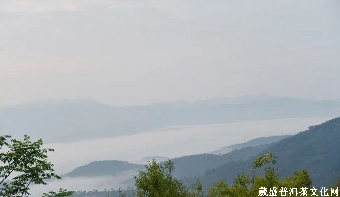 《云南茶界名人錄》︱張明春：茶葉、藝術、文化，三者并行齊力助推云茶發展